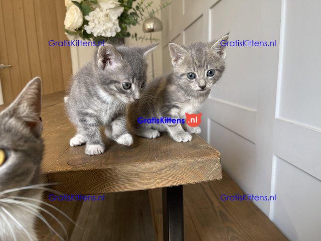 Prachtige kittens te koop, nu klaar