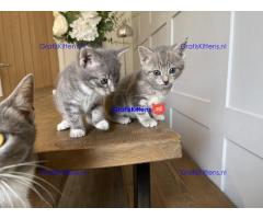 Prachtige kittens te koop, nu klaar