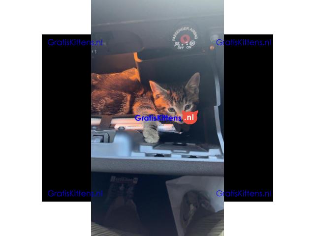 Prachtige vrouwelijke tabby kitten