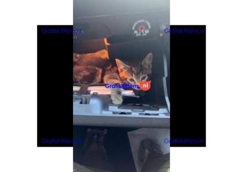 Prachtige vrouwelijke tabby kitten