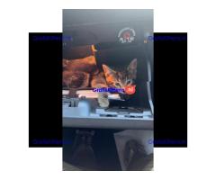 Prachtige vrouwelijke tabby kitten
