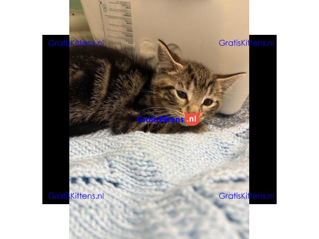 Prachtige vrouwelijke tabby kitten