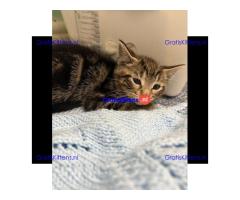 Prachtige vrouwelijke tabby kitten