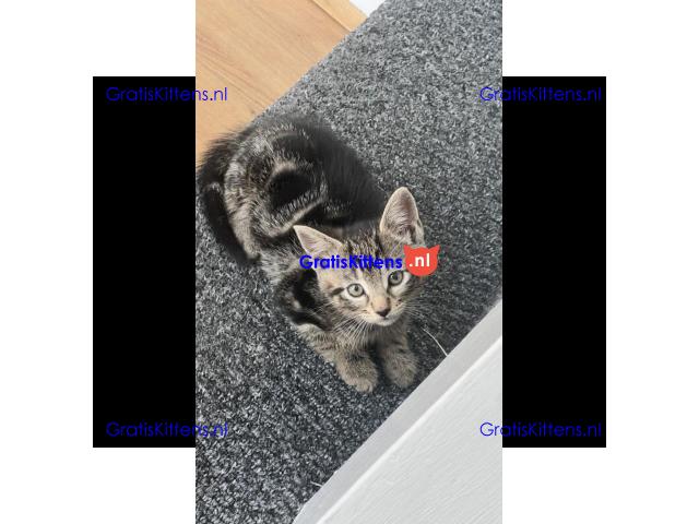 Prachtige vrouwelijke tabby kitten