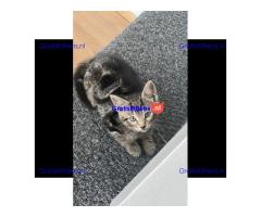 Prachtige vrouwelijke tabby kitten