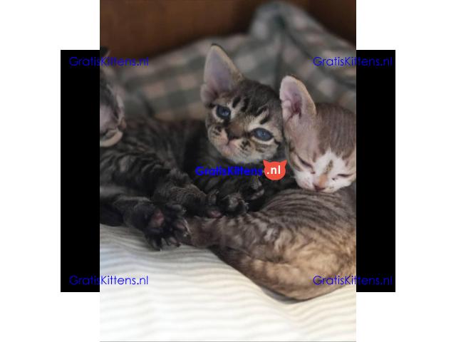 Schattige Devon Rex kitten ter adoptie