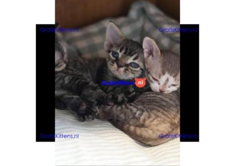 Schattige Devon Rex kitten ter adoptie