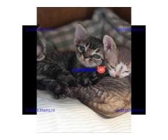 Schattige Devon Rex kitten ter adoptie