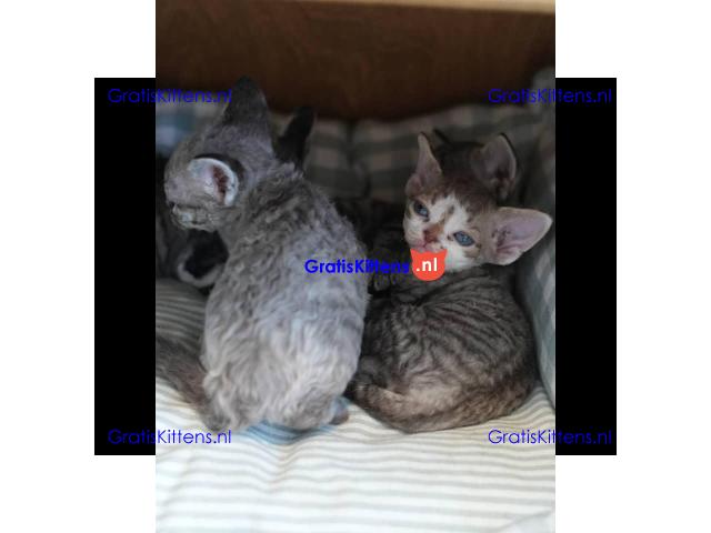 Schattige Devon Rex kitten ter adoptie