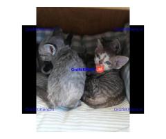 Schattige Devon Rex kitten ter adoptie