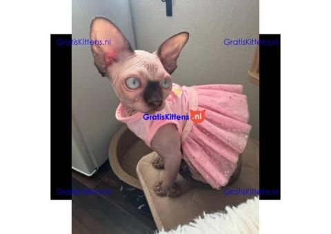 Ontdek vandaag nog uw perfecte haarloze sphynx!