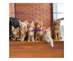 Lieve Maine Coon kittens ter adoptie