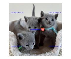 Lief Russisch blauw kitten ter adoptie