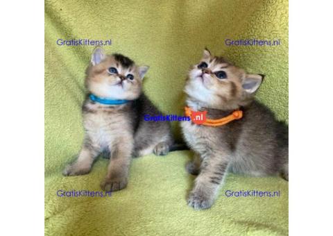 Scottish Fold kittens ter adoptie