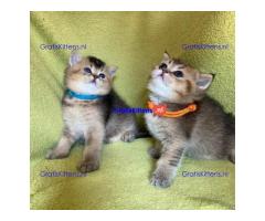 Scottish Fold kittens ter adoptie