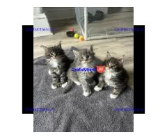 Maine Coon-kittens ter adoptie