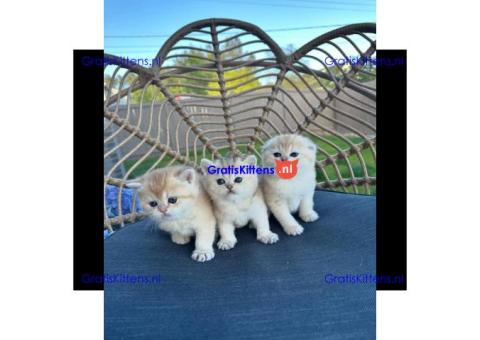 Scottish Fold kittens ter adoptie