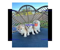 Scottish Fold kittens ter adoptie