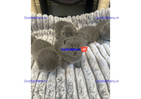 Gezonde en mooie kittens / WhatsApp +491875020252
