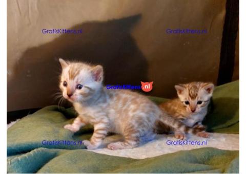 Gezonde en mooie kittens / WhatsApp +491875020252
