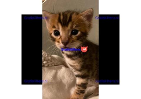 Gezonde en mooie kittens / WhatsApp +491875020252