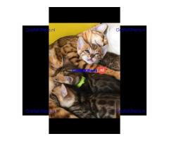 Gezonde en mooie kittens / WhatsApp +491875020252