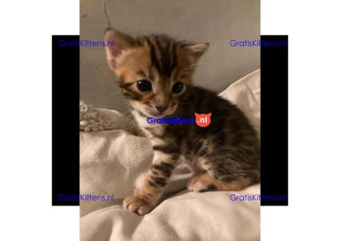 Gezonde en mooie kittens / WhatsApp +491875020252