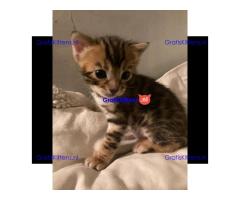 Gezonde en mooie kittens / WhatsApp +491875020252