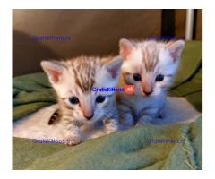 Gezonde en mooie kittens / WhatsApp +491875020252