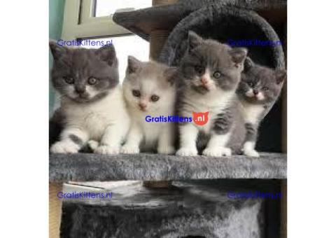 Britse Korthaar/Scottish Fold Blauw en Lilac kitten €  Whatsapp-nummer: +31 6 877 322 95