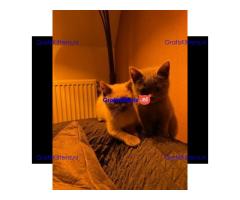 Britse Korthaar/Scottish Fold Blauw en Lilac kitten €  Whatsapp-nummer: +31 6 877 322 95