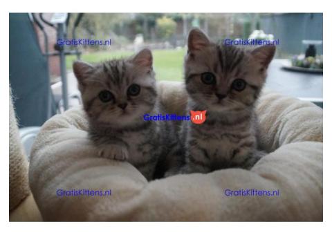 Britse Korthaar/Scottish Fold Blauw en Lilac kitten € Whatsapp-nummer: +31 6 877 322 95