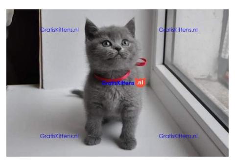Britse korthaar kittens