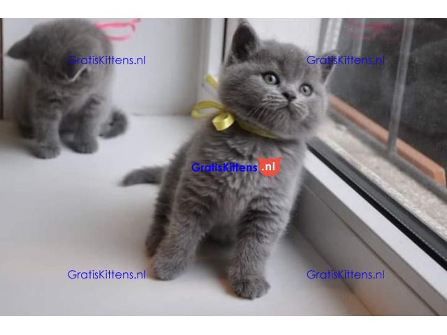 Britse korthaar kittens