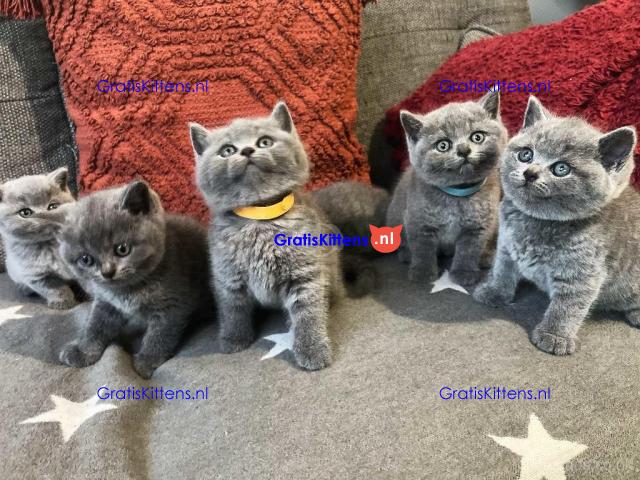 Britse korthaar kittens
