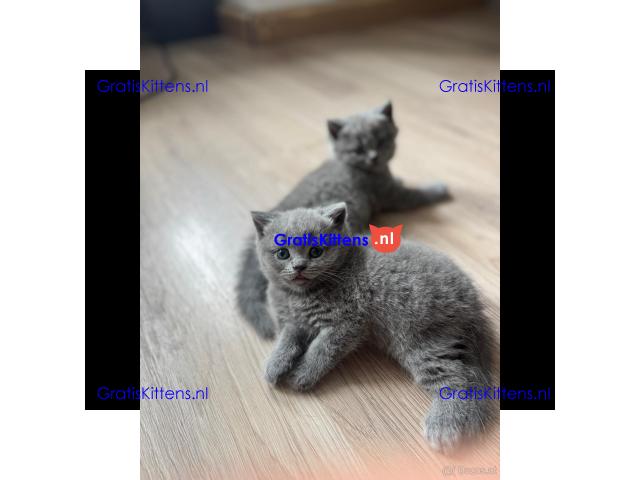 Britse korthaar kittens