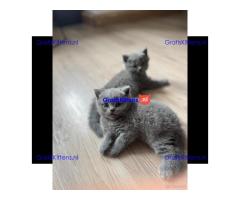 Britse korthaar kittens