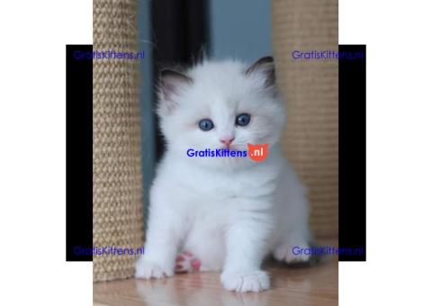 prachtige ragdoll kittens