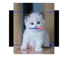 prachtige ragdoll kittens