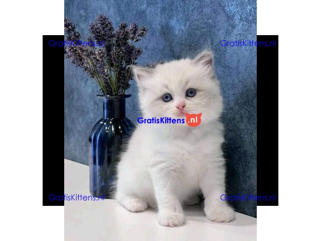 prachtige ragdoll kittens