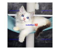 prachtige ragdoll kittens