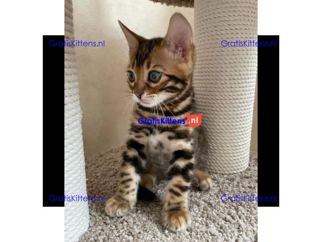 Bengaalse kittens