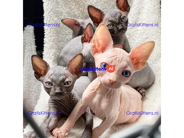 Sphynx-kittens