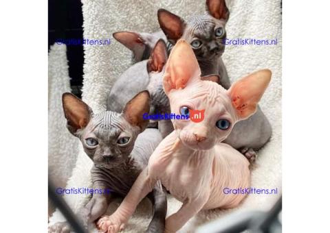 Sphynx-kittens