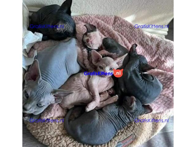 Sphynx-kittens