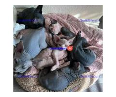 Sphynx-kittens