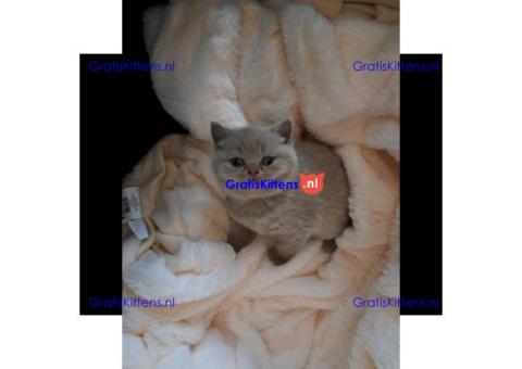 Brits Korthaar nest/Whatsapp: +491785020252