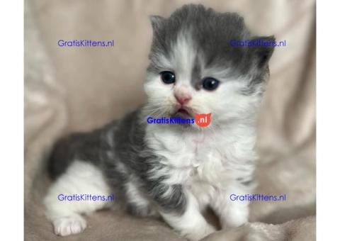 Brits Korthaar nest/Whatsapp: +491785020252