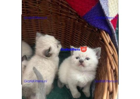 Brits Korthaar nest/Whatsapp: +491785020252