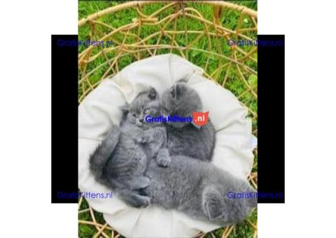 Brits Korthaar nest/Whatsapp: +491785020252